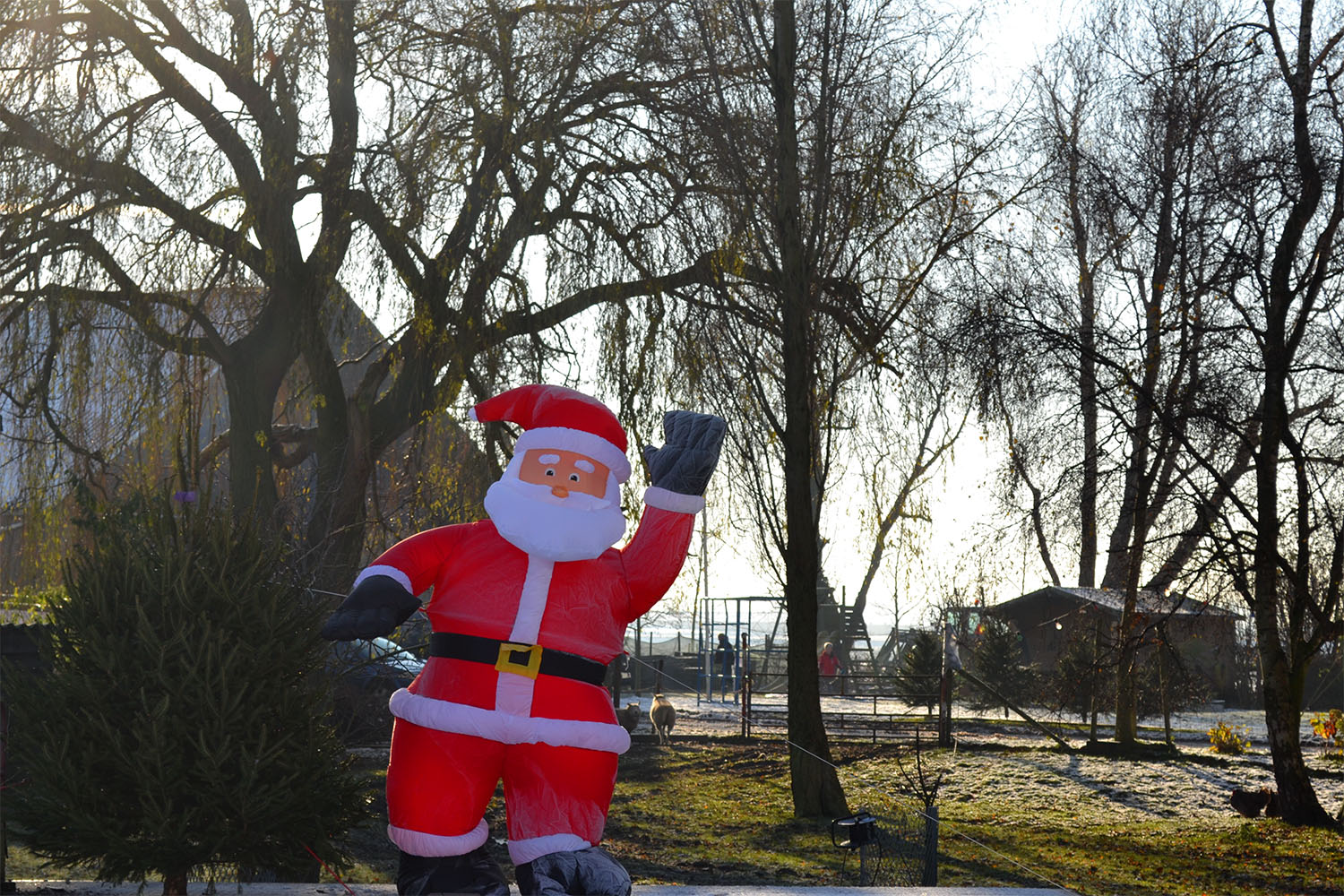 Nordmann Excellent kerstbomen Hoofddorp