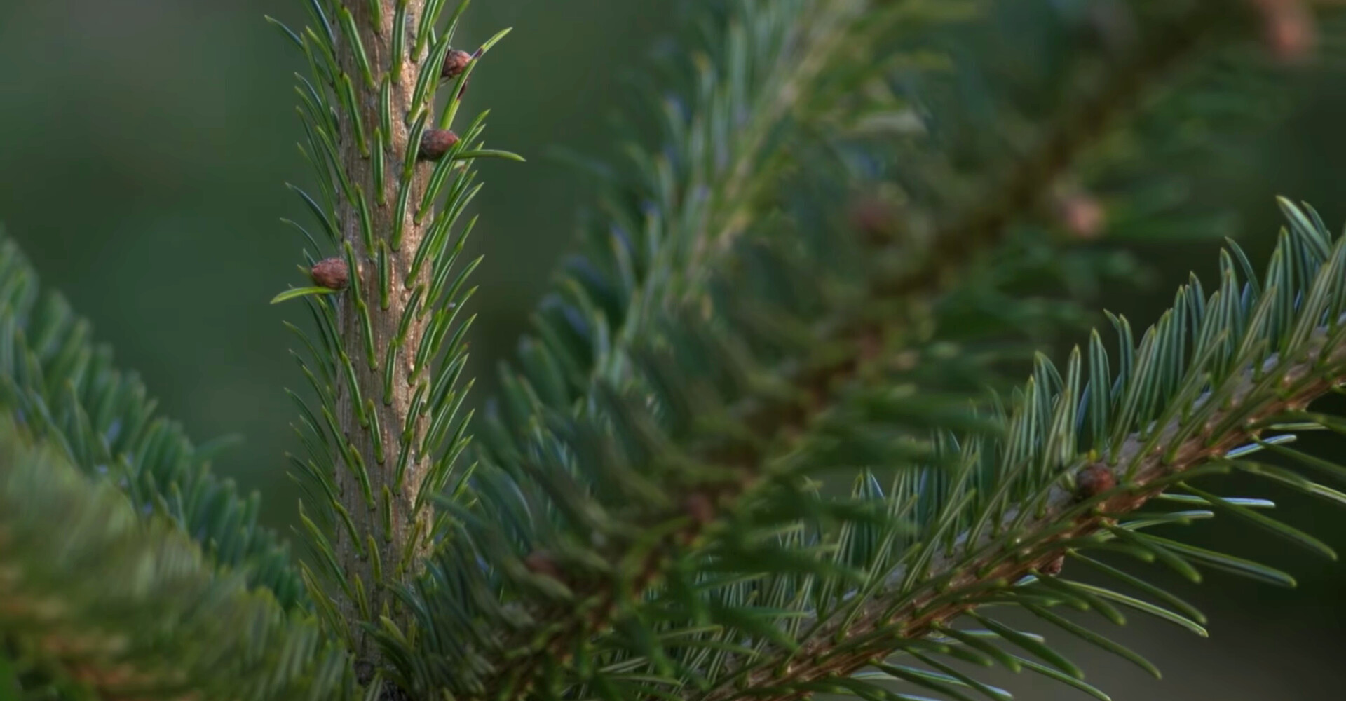Rent or buy Nordmann Excellent Christmas trees of the very best quality in Hoofddorp!