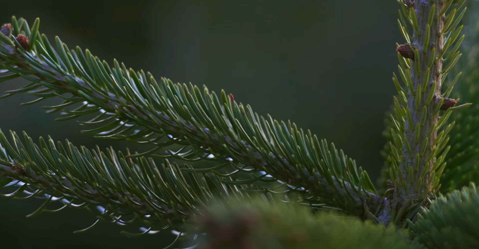 Nordmann Excellent kerstbomen van de állerbeste kwaliteit huurt of koopt u in Hoofddorp!
