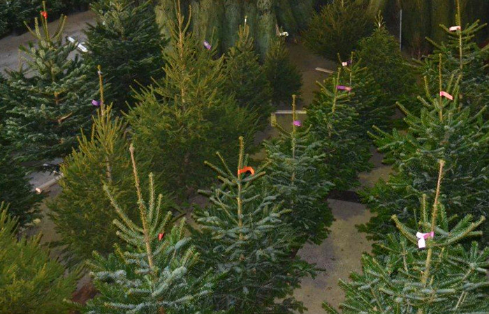 Kerstbomen van de beste kwaliteit