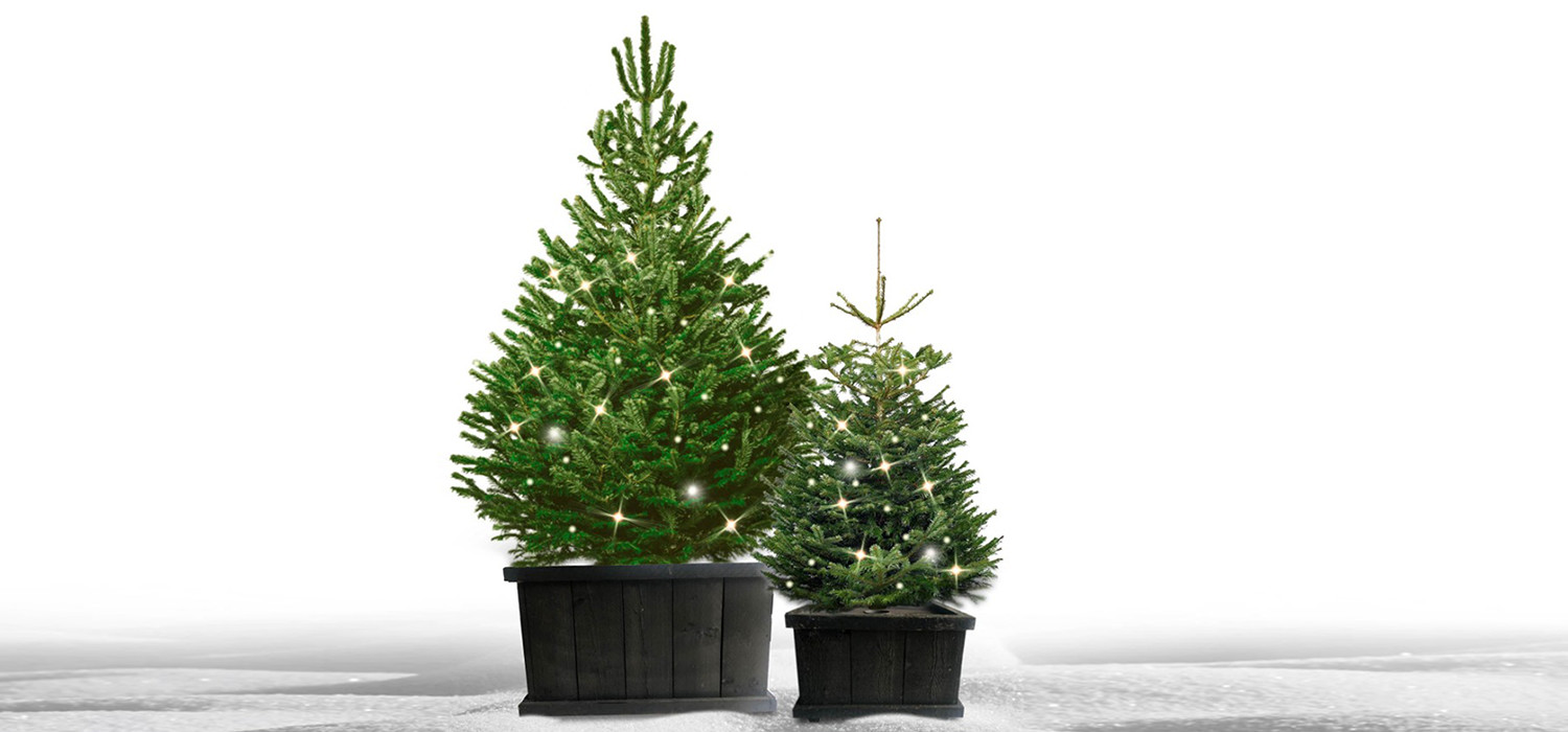 Automatisering Wat is er mis Inleg Kerstbomen Hoofddorp - De mooiste Nordmann Excellent spar kerstbomen online  bestellen in Hoofddorp