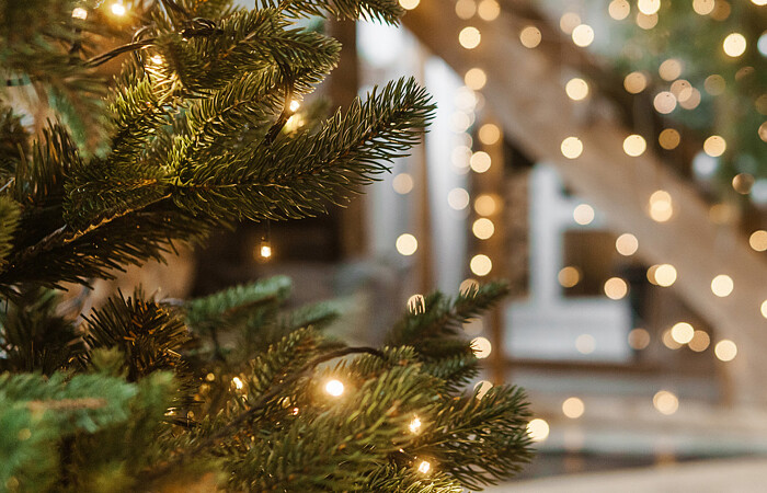 Echte kerstboom kopen